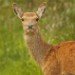 Red Deer 270909